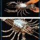 830PCS Needle-Nose Mechanical Lobster Metal Kit