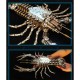 830PCS Needle-Nose Mechanical Lobster Metal Kit