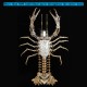 830PCS Needle-Nose Mechanical Lobster Metal Kit