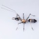 100PCS Articulated Metal Ant Model Kit