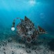 Steampunk Anglerfish Mechanical Model Kit 700+PCS