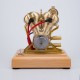 R28 4.3cc OHV V-Twin Gasoline Engine Model